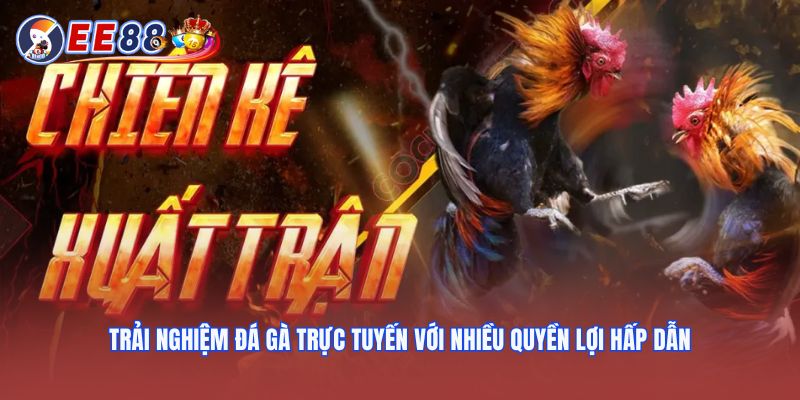 Trải nghiệm đá gà trực tuyến với nhiều quyền lợi hấp dẫn